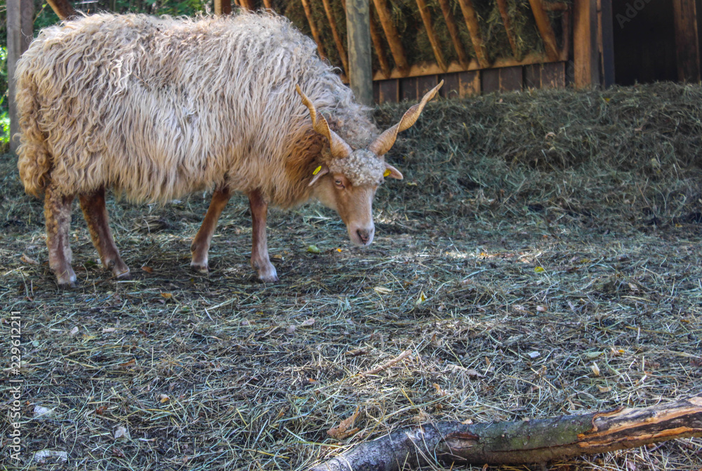 tierpark ernstbrunn